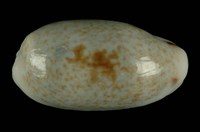 藏品(愛龍寶螺)的圖片